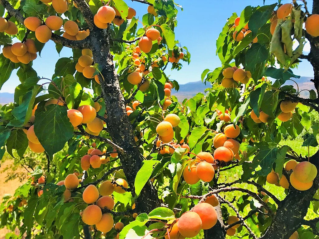 Kuru Kayısı Üretiminde Rekor Fiyatlar